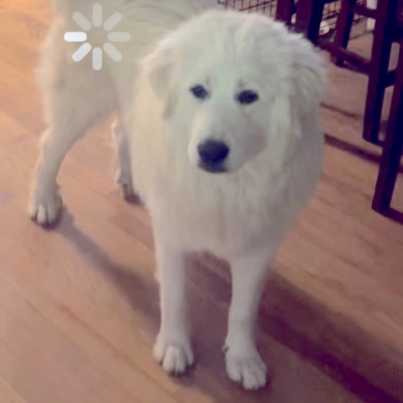 Meet your Posher, Kim and Emma - Picture 1 of 2